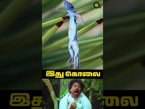 இது தற்கொலை இல்லை கொலை!! | Loggerhead Shrike | Animaltube Tamil