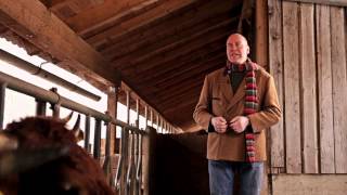 Murnau-Werdenfelser Rinder im Winter