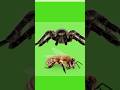 Understanding Spiders and Insects