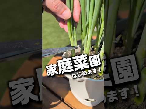 たった200円で家庭菜園はじめます