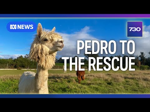 YouTube video thumbnail: Australian Scientists Closer to Hendra Virus Vaccine Thanks to an Alpaca Named Pedro