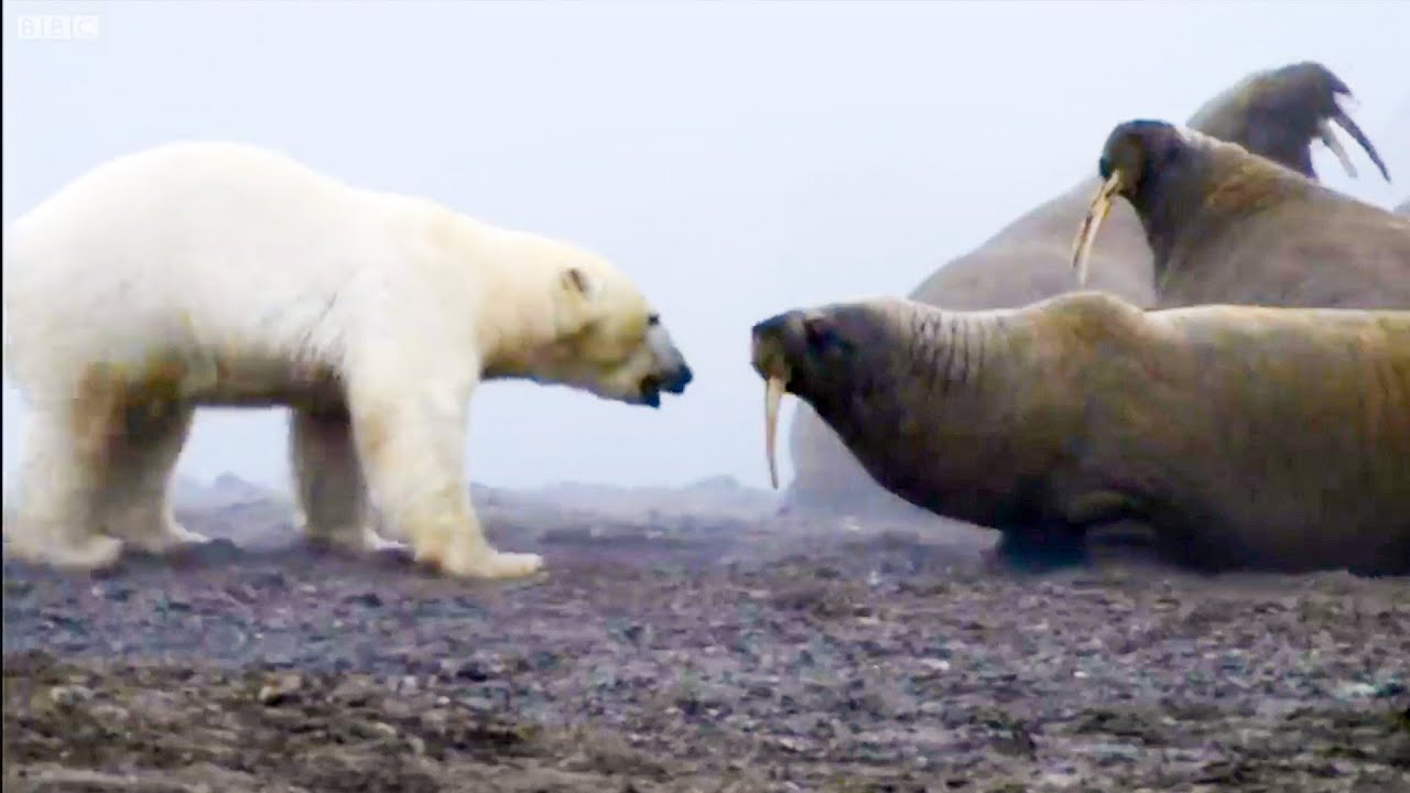 The Planet Earth Collection - Part 1 Top 5 BBC Earth