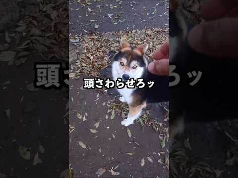 頭さわらせろ。