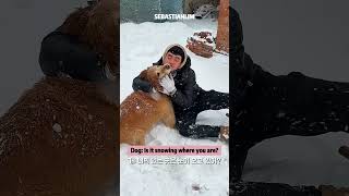 Golden Retriever also love playing in the snow ᥬᥬ[😆]ᩤᩤ