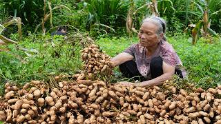 Peanuts from planting to cooking花生的一生，種植4個月得10多斤油，很累，但美味 | #food #cooking #美食 | 玉林阿婆