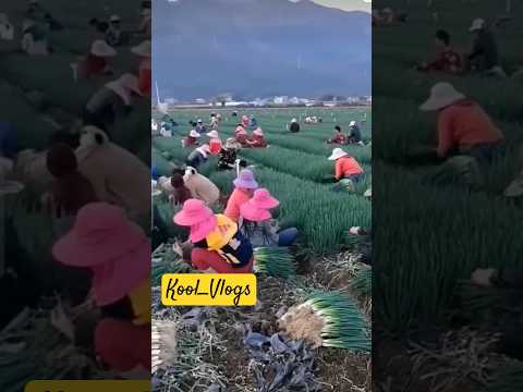 Nông Dân Thu Hoạch Hành Lá ở Hàn Quốc #vietnamese #news #farm #korea #farmer #news