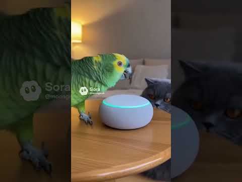 Кот и попугай №40🦜#shorts #viral