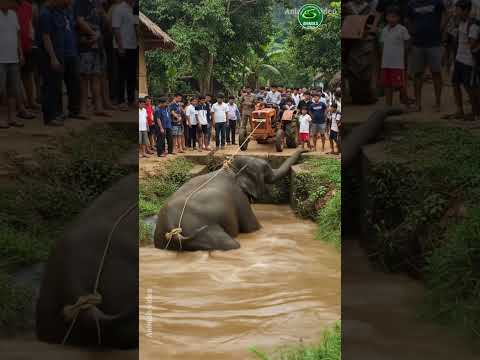 The elephant has fallen into the water in the drain of the village #rescue #viral