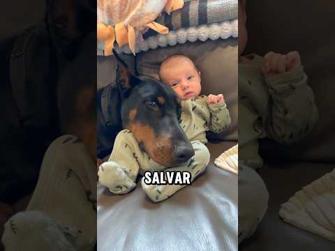 5 perros considerados peligrosos dispuestos a dar su vida por salvar la de tu hijo #dogs #perros