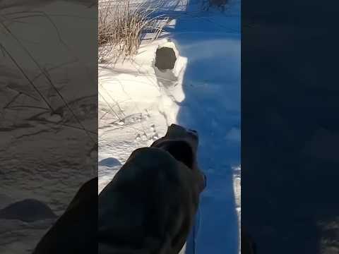Норный заяц #охотаназайца