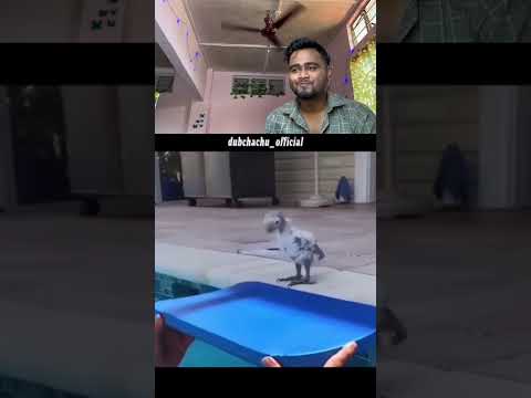 cutepuppy #funnyvids #funnybaby #funnyfail #dogvideo #animalovers