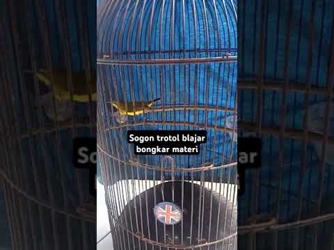 Sogon trotol materi belalang emas