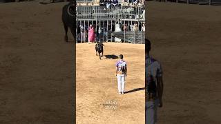 Gran Reverso De Noel Ribera A La Vaca Brava ¡Que Clase! #shorts