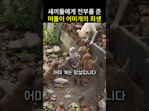 새끼 강아지들에게 전부를 내어 준 떠돌이 어미 개의 희생