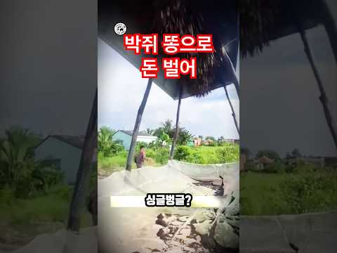 인도네시아 농부들이 웃는 이유 | Farmers Collect “Falling Gold” From the Sky
