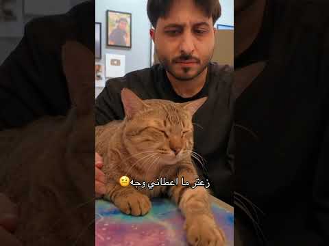 جربوه وعلموني اذا زبط معكم🤔 #cat #هتضحك #funnycat #اكسبلور #كوميديات #funnypet #قطط