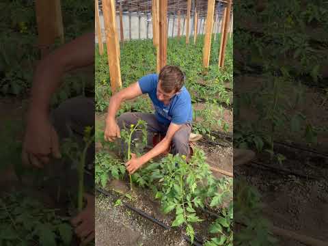 Подкручиваем растения и пасынкуем #парадайз #марьянская #реализация помидор #рынок атарбекова