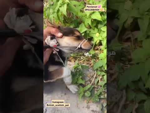آدمیت مهم نیست انسانیت مهم هستش سعی کنیم باحیوان ها مهربان باشیم دنیای حیوانات همان دنیای انسان هاست