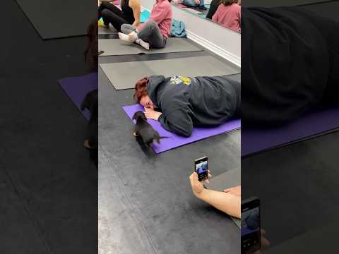 Replacing coping mechanisms.....Dachshund puppy yoga!