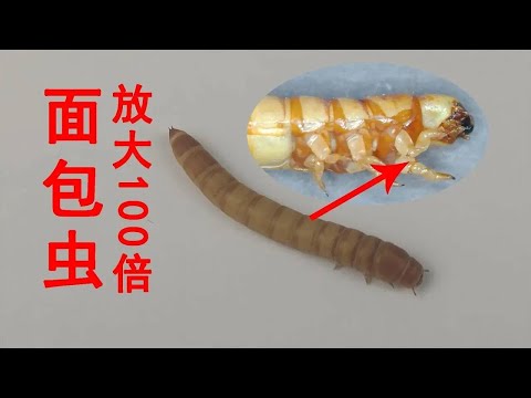 用顯微鏡把“麵包蟲”放大100倍後驚呆了，難怪殺傷力這麼強！ 【歪點子實驗室】