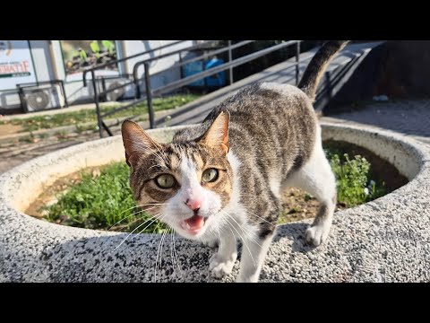 The stray cat I came across wants me to feed it.