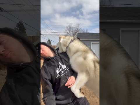 Adorable Dog Cannot Stop Tackling His Dad #dogsofyoutube #dog #funnyanimals