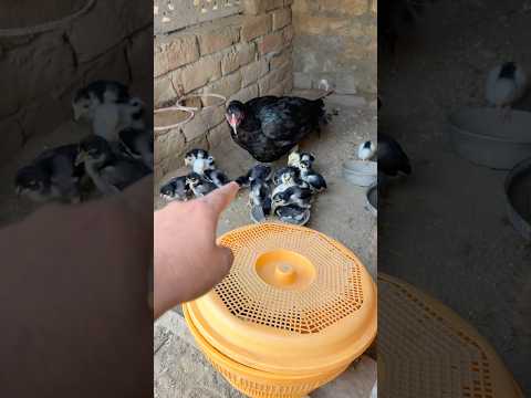 I am going to mix some chicks with hens chicks #chicks #poultry #minizoo #viralreel ##shorts