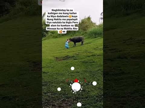 sobrang nakakatouch naman ang tagpong eto #jewelthepetlover #animals #jewelandkawkaw #shorts