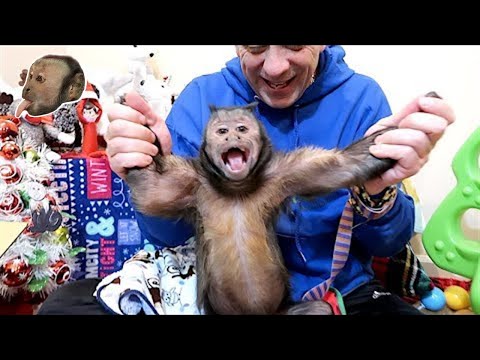 Monkey Christmas Mail!