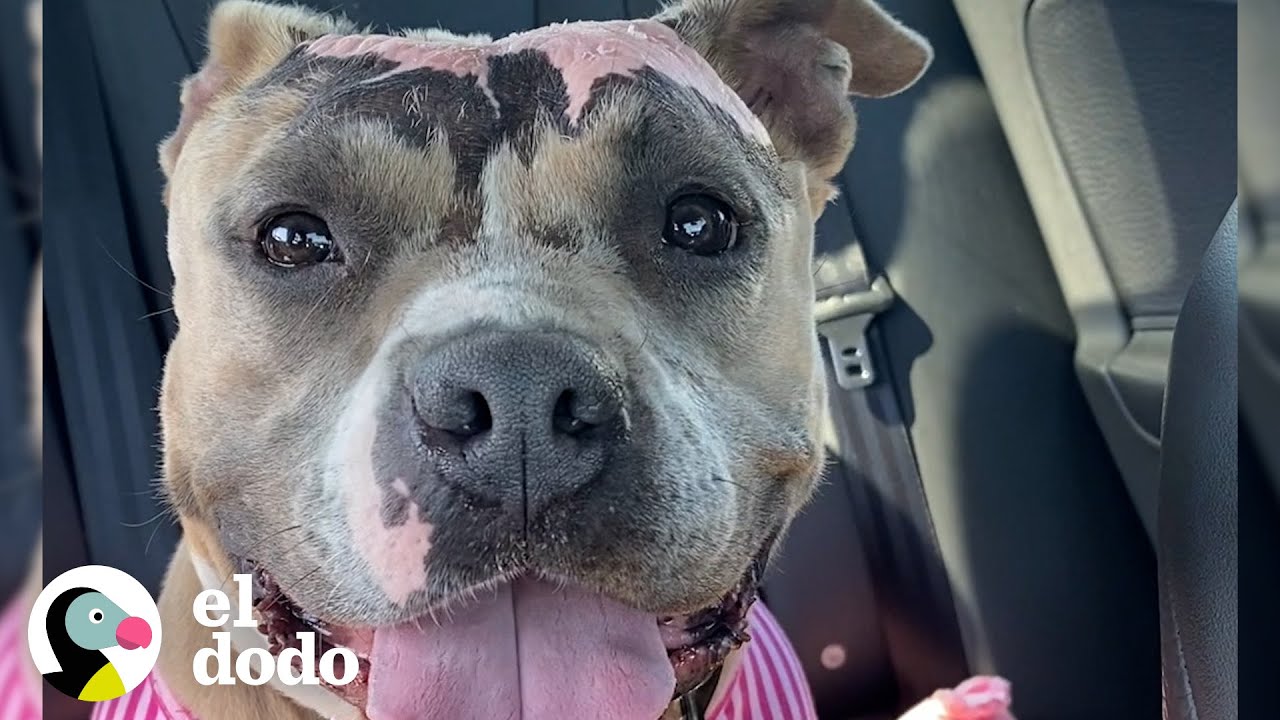Pitbull rescatado no puede dejar de sonreír por su peluche rosado