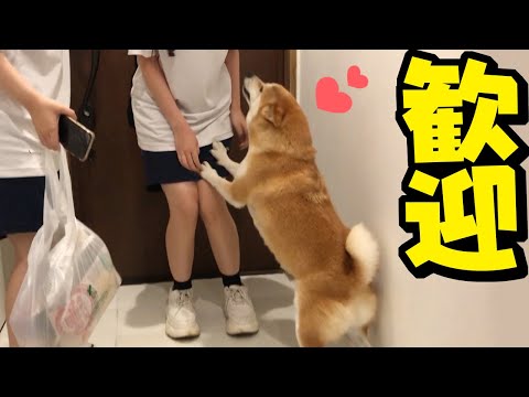 泊まりに来た娘の友達に大興奮の柴犬ちくわ…ついに初の尻尾フリフリが発動！！