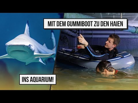 Mit dem Gummiboot zu den Haien ins Aquarium!