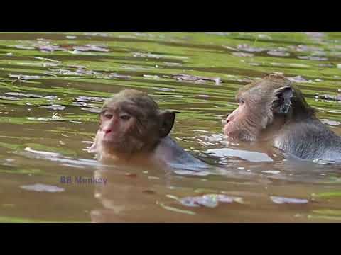 O M G Monkey Patty Took Baby Poppy To Swim So Long Time