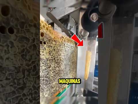 Así ayudan los apicultores a las abejas 🐝