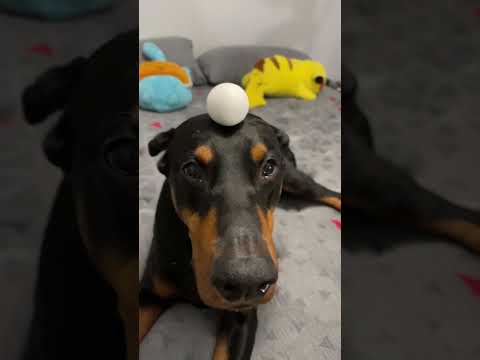 Eggcellent job #puppy #doberman #dog #funnydog #doglover #dogtraining #xodus