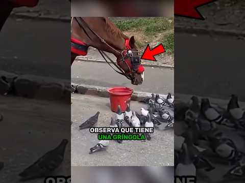 Caballo De Competencia Sorprendente #horse #animals #shorts