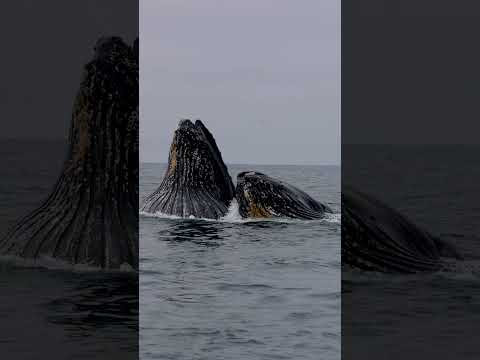 Humpback whales feeding!