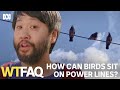 Understanding Birds and Power Lines
