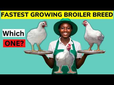 BEST FASTEST FATENNING BROILER BREEDS