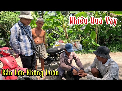 Trúng Rắn Hổ Chì 1 Bầy | Mười Thương Băn Bắt