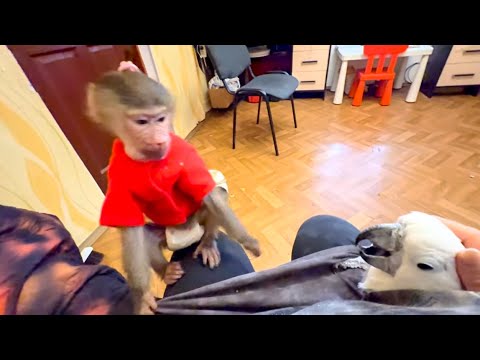 Люська с Жориком уже от ревности ДЕЛЯТ МОЮ ФУТБОЛКУ!