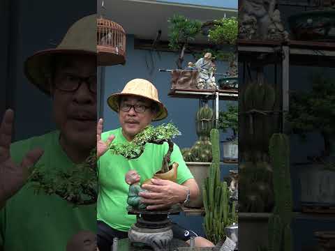 BONSAI MINI - CÂY KIM GIÒN !