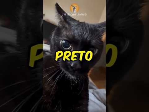 2 coisas sobre gatos pretos que voc锚 n茫o sabia!