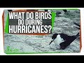 Hurricane Season and Its Impact on Birds