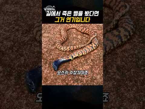 죽은 척하다 독 뿜는 가짜 코브라, 링칼스