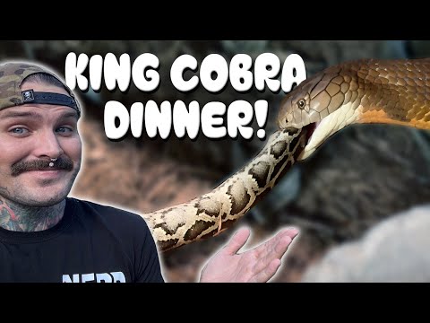 KING COBRA FEEDING and RANCH UPDATE! I Missed you guys!