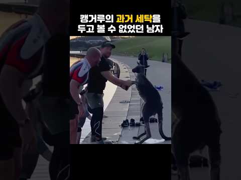 캥거루를 두고볼 수 없었습니다