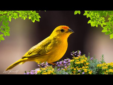 Успокаивающая музыка для нервов &#127807; лечебная музыка для сердца и сосудов, релакс, музыка для души #289