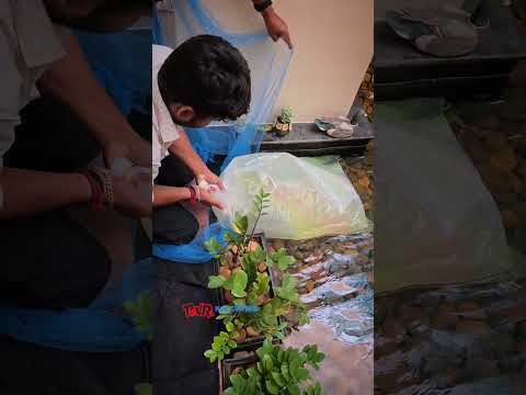 Added a few kohaku to our client's pond in Tirupur.. to buy call us @ 9003424998/9600124725