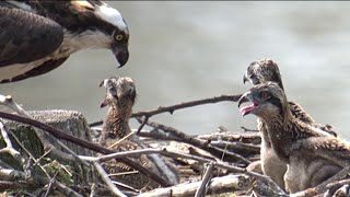 Osprey population thrives in DC while plummeting along Chesapeake Bay | NBC4 Washington